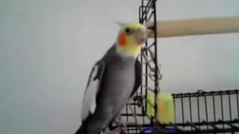 Bird loves to sing
