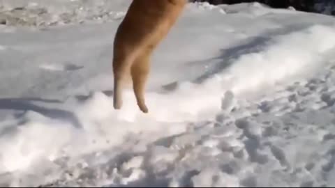 Animals & Snow! Funny Animals in Snow Funny Animal Snow Videos