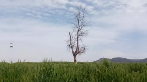 The sound of birds and nature