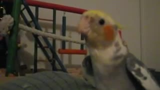 cockatiel sings #####