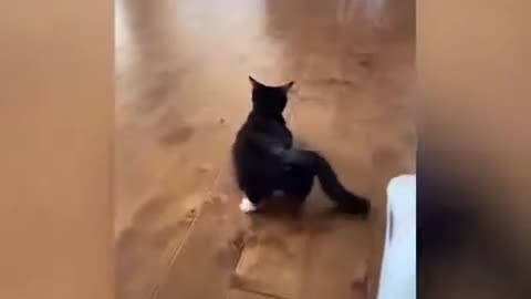 Cat Funny Compilations