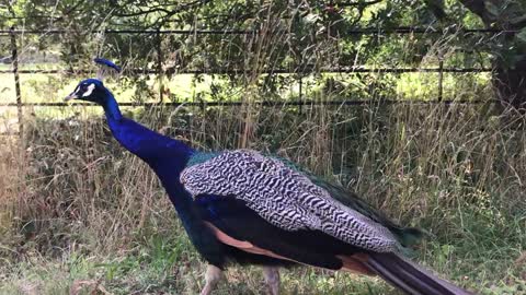 Peacock feathers