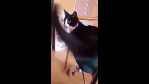 funny cat hit itself with tail - ViralHouse