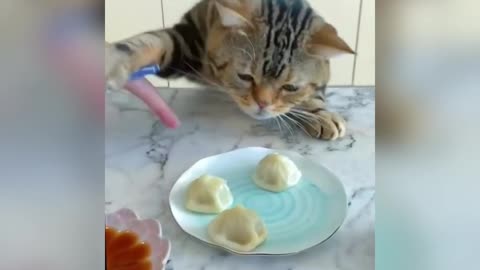 Cute 😍Cate funny 😂Vedeos Eating MoMo😋😋😋