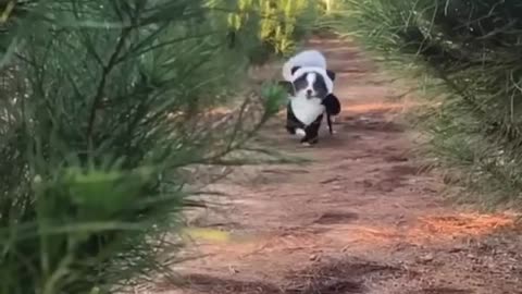 Cute panda having fun on streets