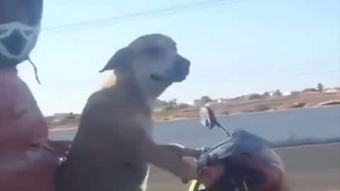 The Dog Can Drive
