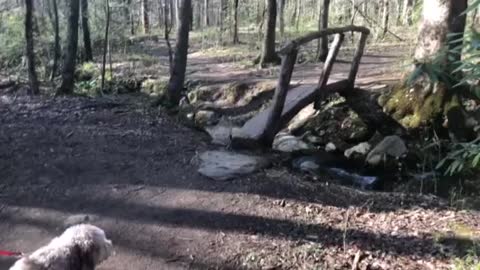 The Tiniest Bridge in The Smokies