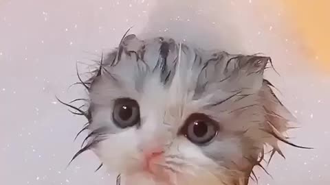 My lovely cat is taking a bath and is doing well