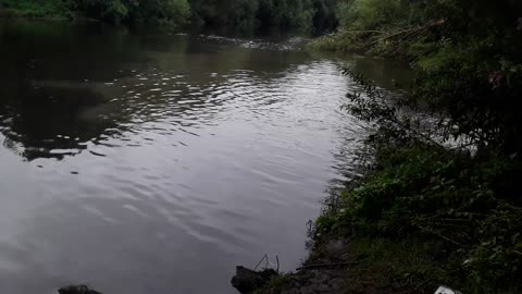 YORKSHIRE WATER POLUTING THE RIVER AIRE RELEASING RAW SEWAGE INTO RIVER