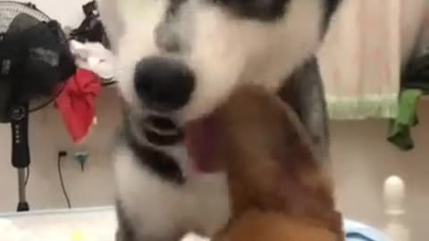 puppy's voice