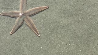 Sea Star "goes under"