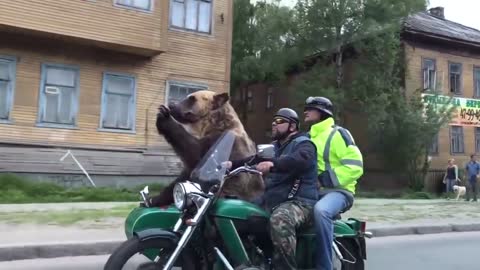 Cool Russian Bear Rides Motorcycle and Waves to People
