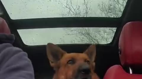 watch this video dog has conversation with owner