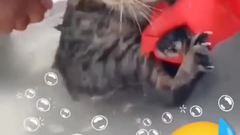 💦💦👻 Ohh So cute 😸 funny 🤭the cat voice