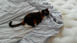 Calico cat won't let me make the bed