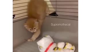 Sweet Little Kitten Doesn't Want To Befriend Mechanical Toy