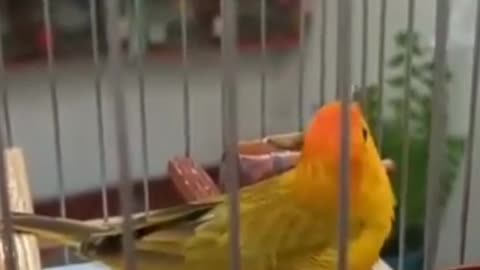 Canary of the land singing a lot when he sees his owner!♾