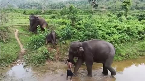 Baby Elephant run away from river bath