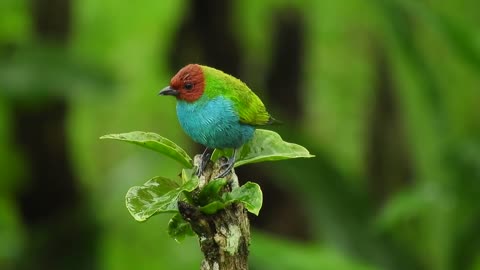 The Green sparrow- Bird