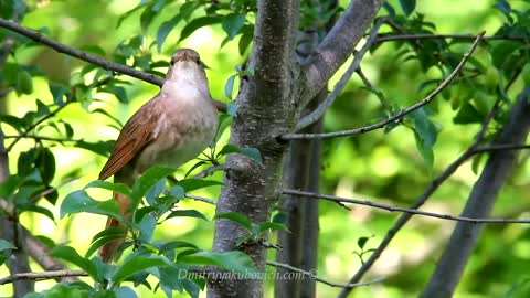 Singing nightingale. The best bird song.