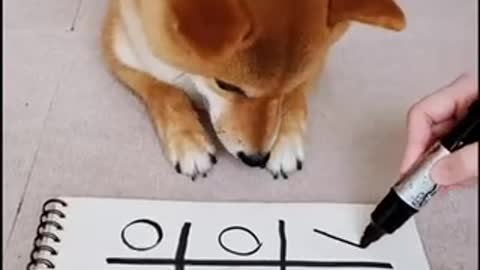 Puppy’s Skills Shiba-Inu 〜How Smart He Is〜
