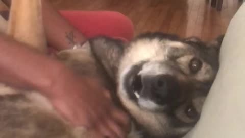 Happy dog howls in excitement for scratches