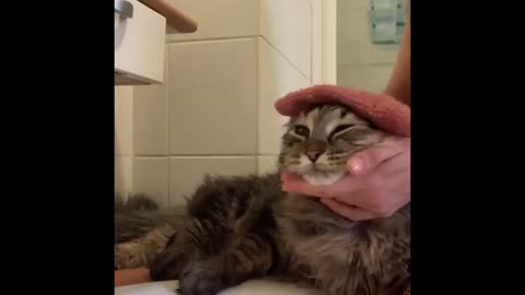 How to take care of a Siberian cat's fur without a bath