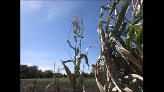 Mystery Corn Corn Emily Garden Sept 2022