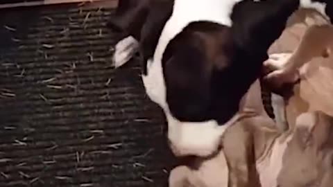 Puppy No One Wanted Is So Grateful His Foster Mom Saved Him | The Dodo