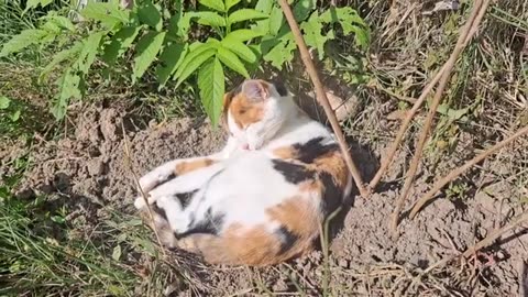 A cute stray cat itches. Relaxing cat video.