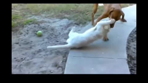 Dog cat fights short video