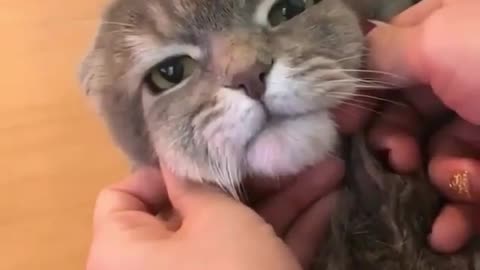 Cat massage Time