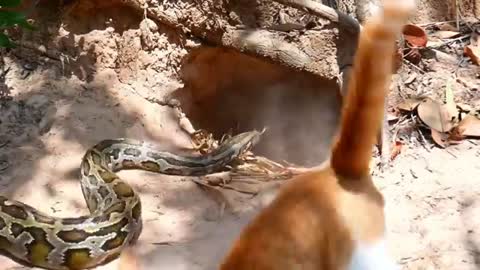 Wow! Big king Snake Vs king cat | Most Amazing Wild Animal Attack