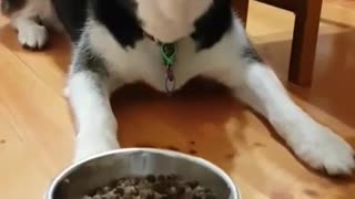 impatient husky does not want to wait for food