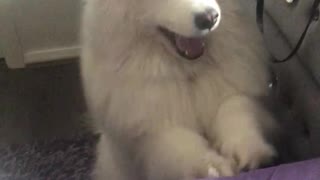 Samoyed dog annoys owner to get out of bed