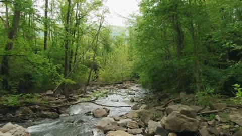 Rest and relaxation: walk in the forest