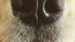 A close shot of a golden retriever dogs nose