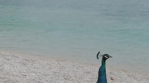 Peacock on the beach video