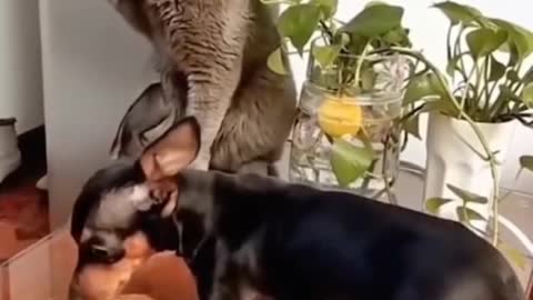 Funny Dog and Cats