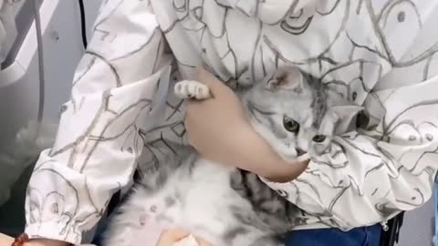 Golden Retrievers and Husky Meeting Their Best Friends Newborn Kitten