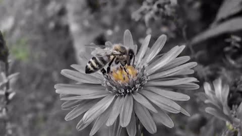 Honey Bee, Honey Bee video,Animal,Bee,Animal video