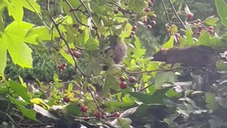 Mice Forage For Berries In Hawthorn Tree