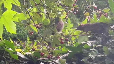 Mice Forage For Berries In Hawthorn Tree