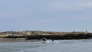 Horse Gives Skimboarder a Helping Hoof