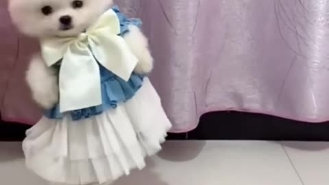 cute Pomeranian dog in cute dress💜 😍