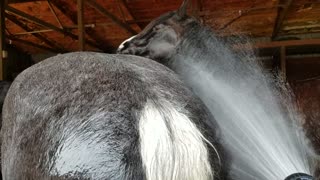 Friesdale Horses loving their hose down