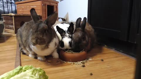Rabbit - Behavior of animals