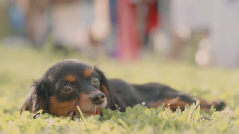 Através dos olhos do seu cão.