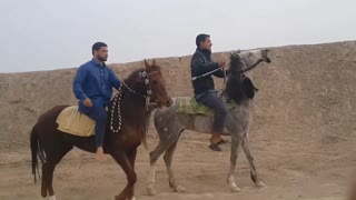 Fastest Arabian Horse