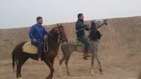 Fastest Arabian Horse